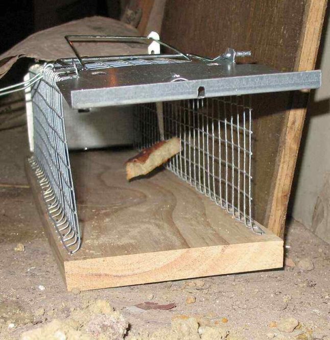 Mechanical Trap for rat