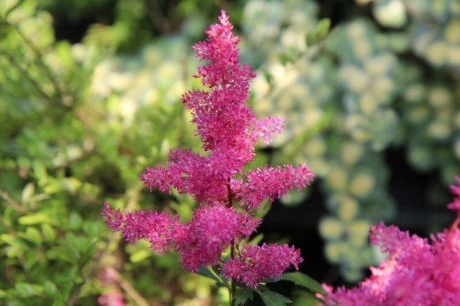Close up of pink astilbe perennial