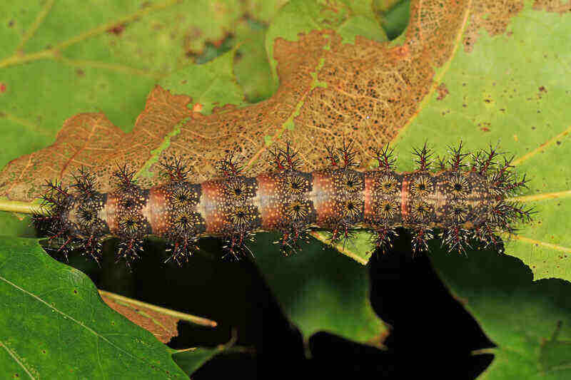 Buck_Moth_caterpillar