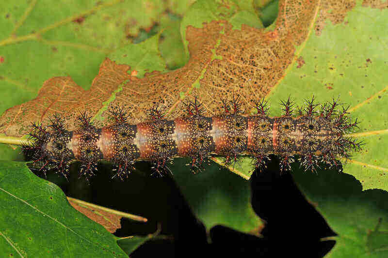 Buck_Moth_caterpillar