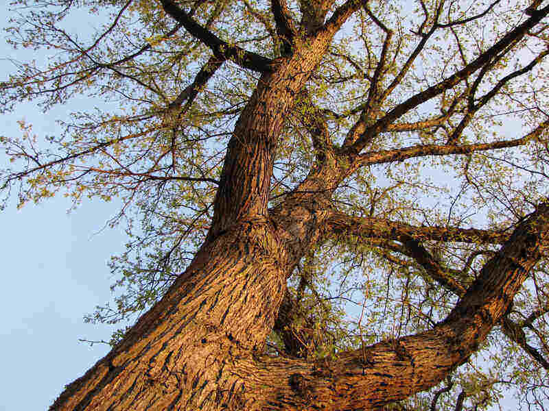 Bur Oak Tree