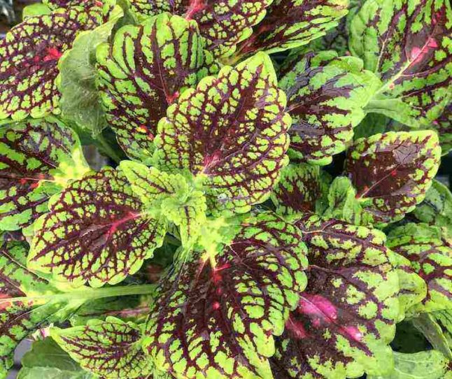 Coleus Plant