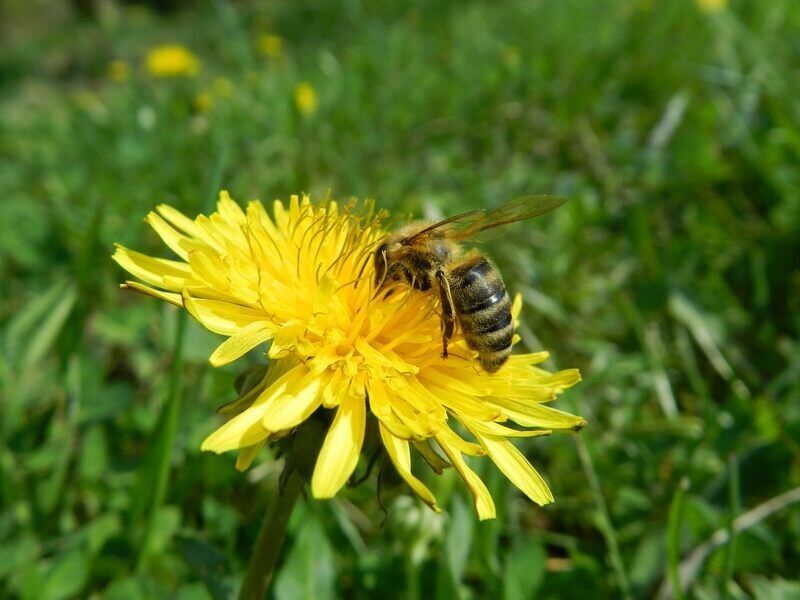 closeup of dandelion flower