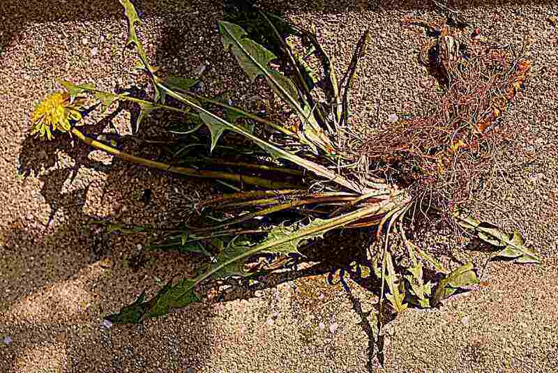 Dandelion roots