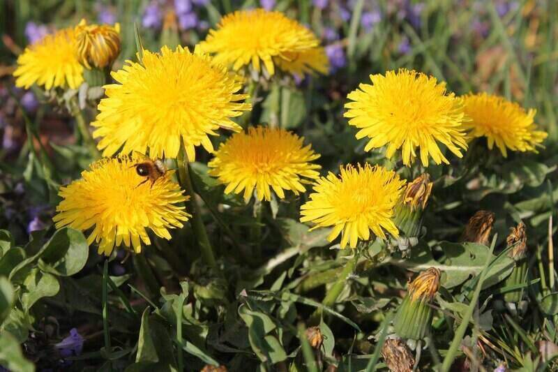 Dandelion Flowers