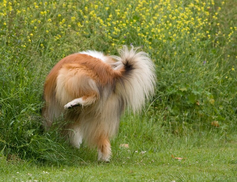 Dog Urinating