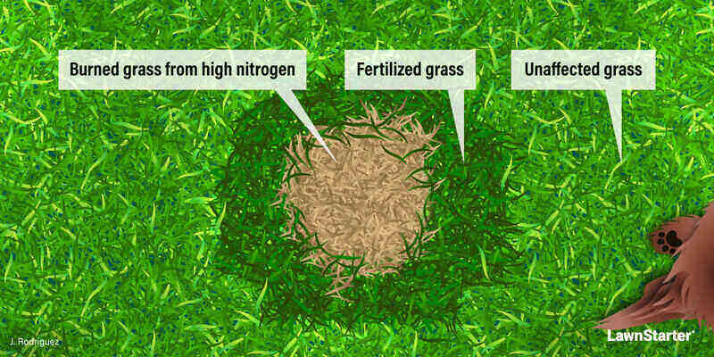 dog urine illustration