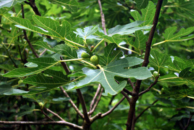 How to Care For and Plant Fig Trees