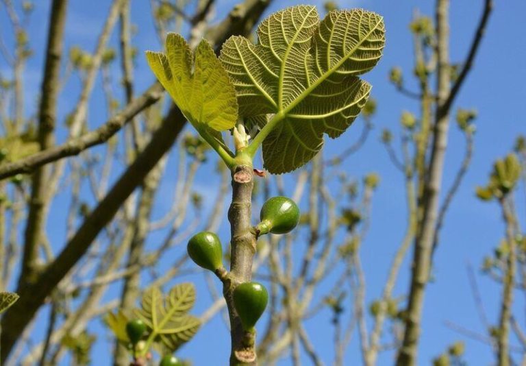 How to Care For and Plant Fig Trees