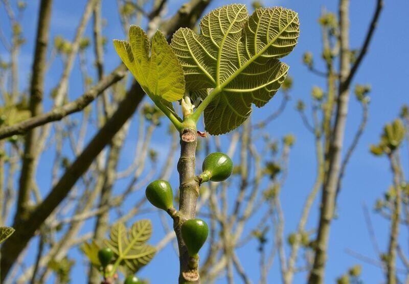 fig tree