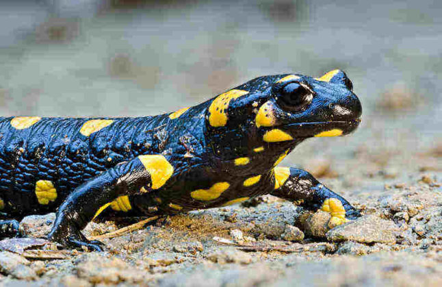 Fire salamander (Salamandra salamandra)