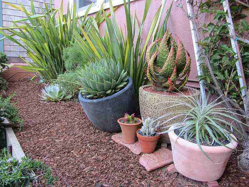 containers in garden