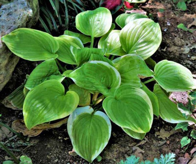 Hosta Plant