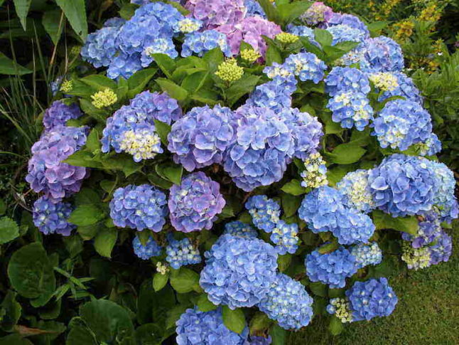 hydrangea macrophylla