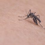 How to Prevent Mosquito Bites in Orlando