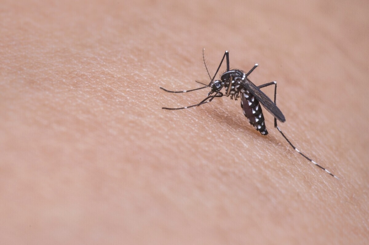 Mosquito biting on skin