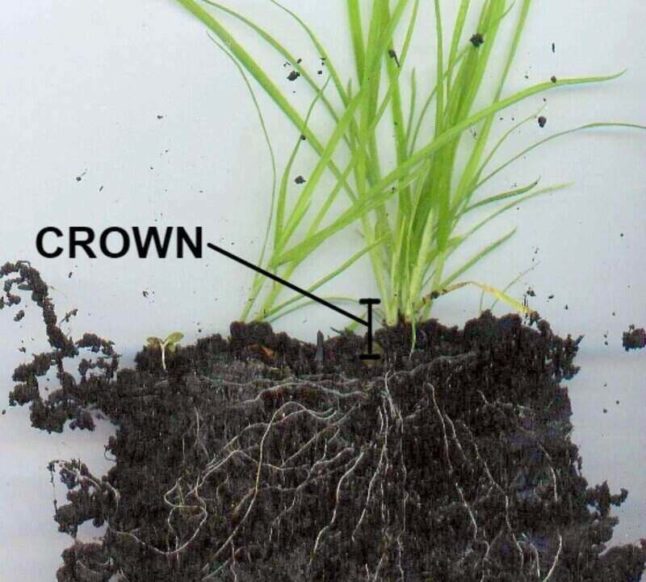 labelled image of a grass blade