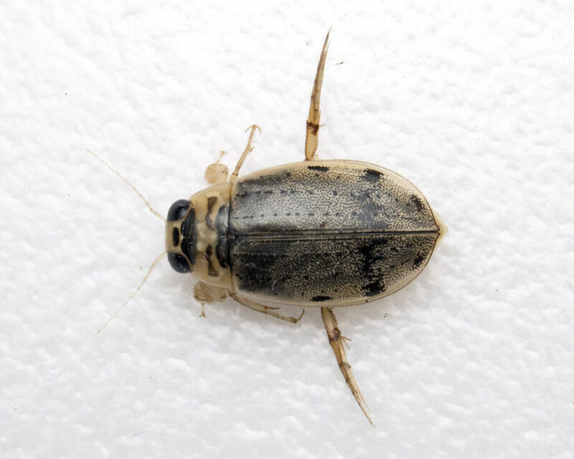 Aquatic beetle