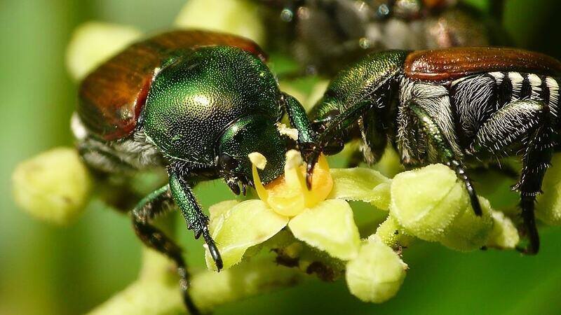 Japanese beetles