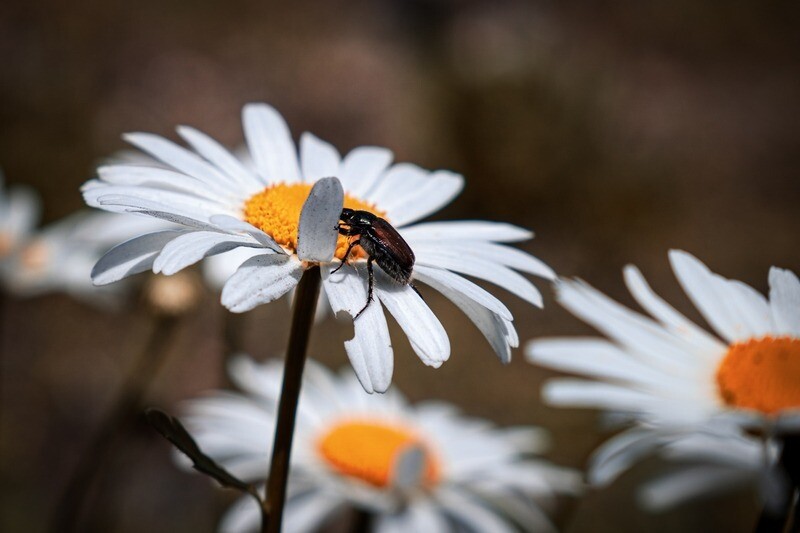 Japenese beetles