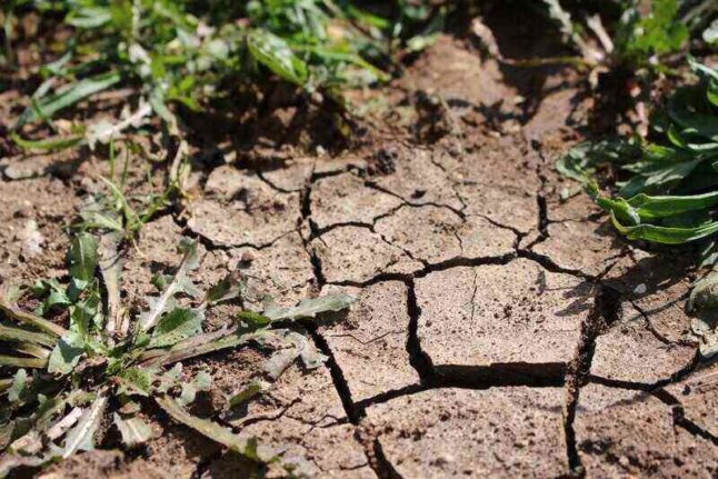 Garden in Drought