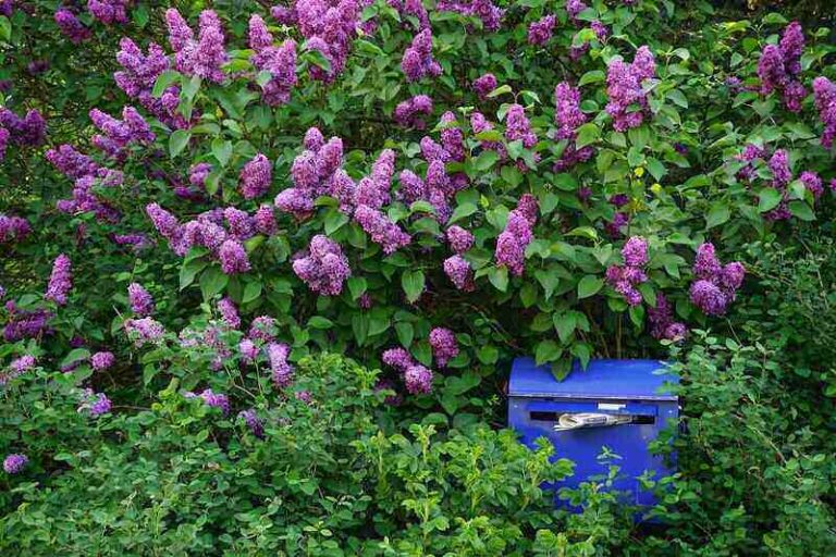 How to Prune Lilac Bushes Like a Pro