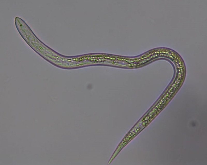 Root-knot nematode