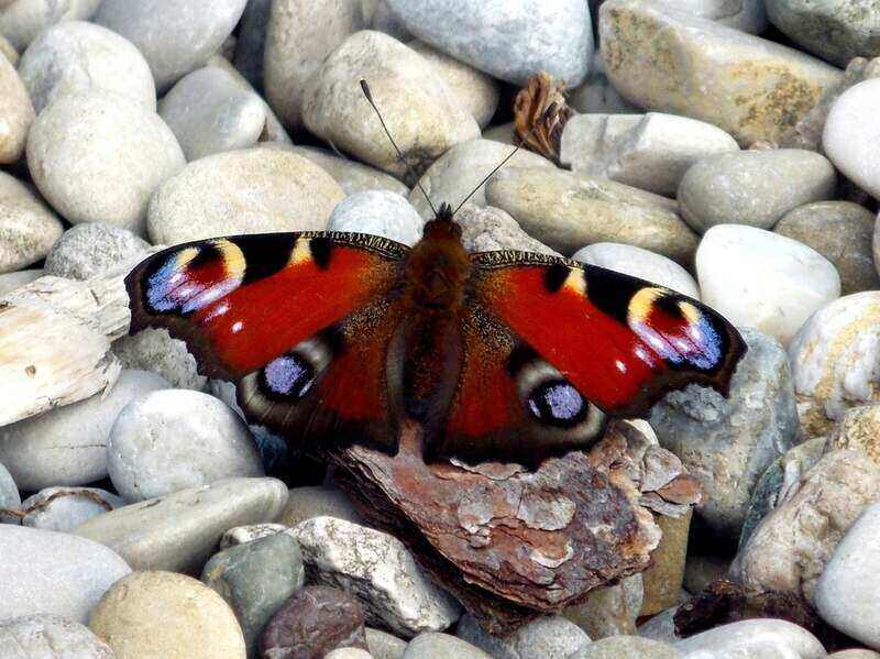 butterfly on rocks