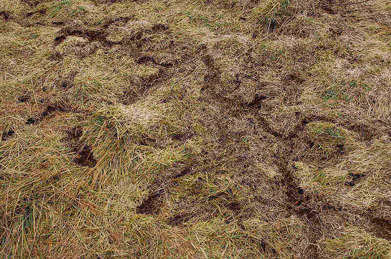 vole run pattern