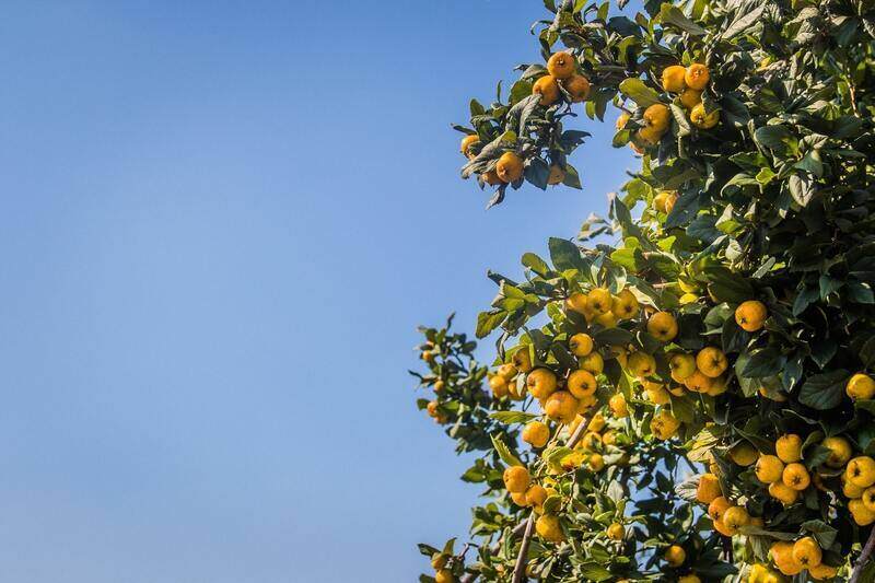 Fruit tree