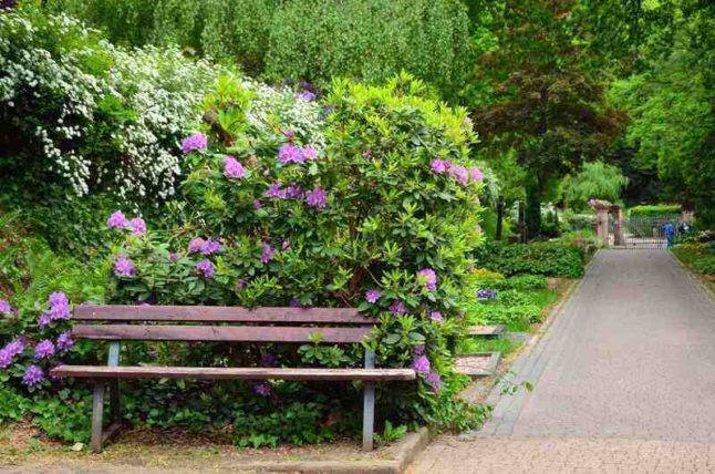 bench with shrubs in the background