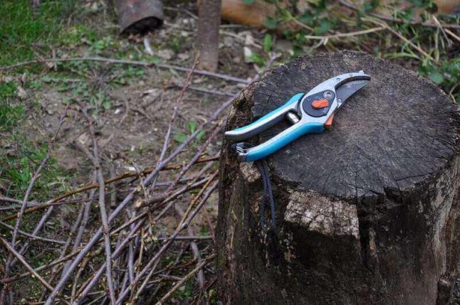 pruning