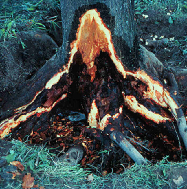 Maple Tree Diseases and How to Treat Them