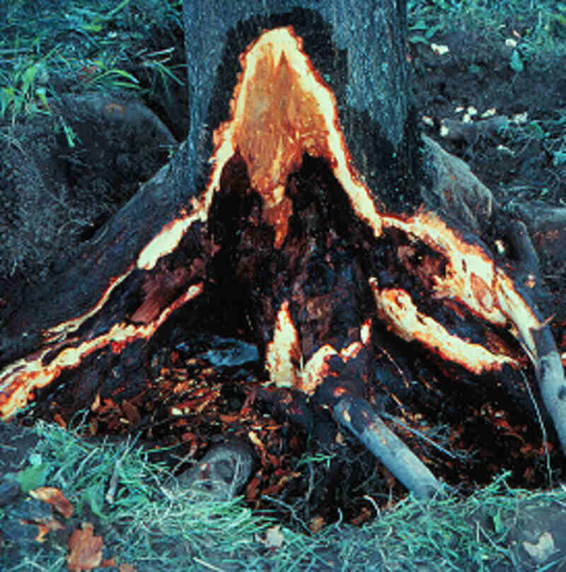 root and crown rots