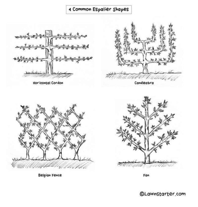 common espalier shapes