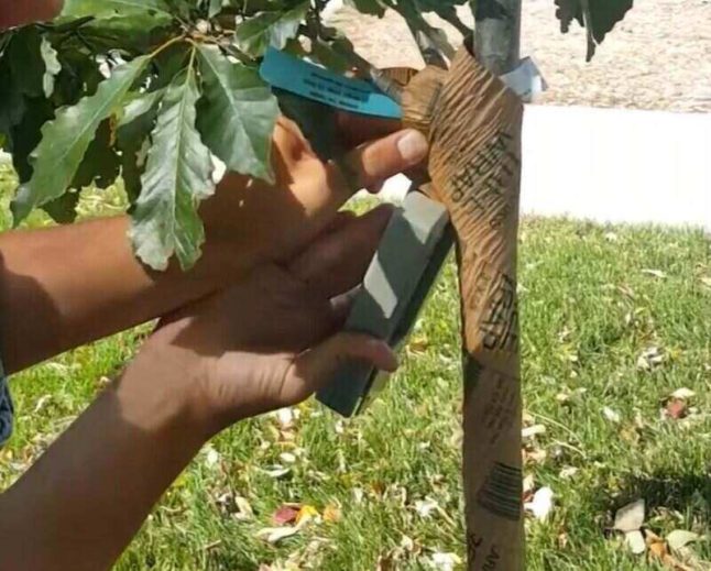 Tree Wrap What It is, Why to Use It, and How Lawnstarter