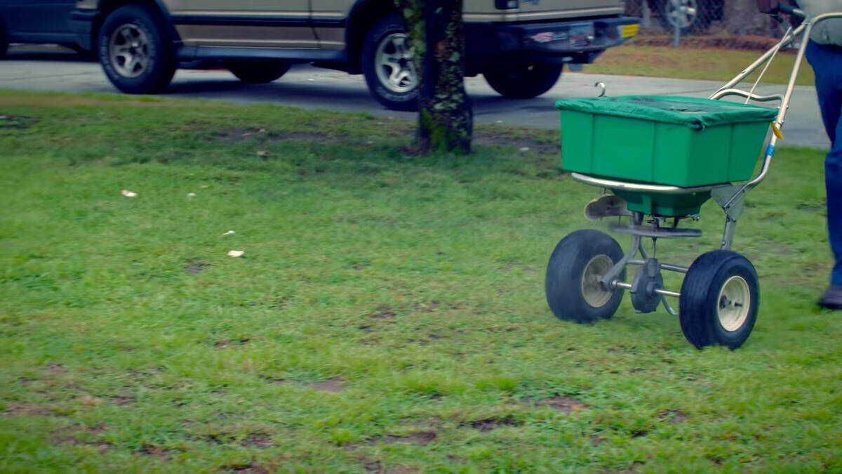 Liming the lawn