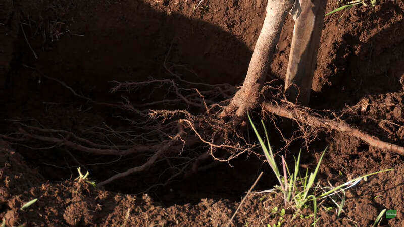 Bare root tree