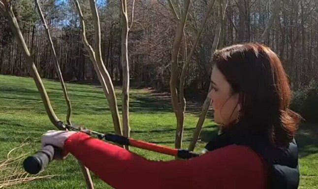 Woman pruning a tree