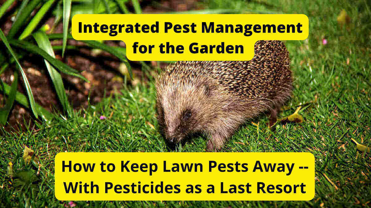 Hedgehog - Pest in the Garden