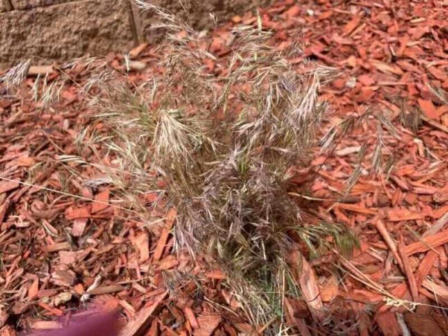 Standing bunch of cheatgrass