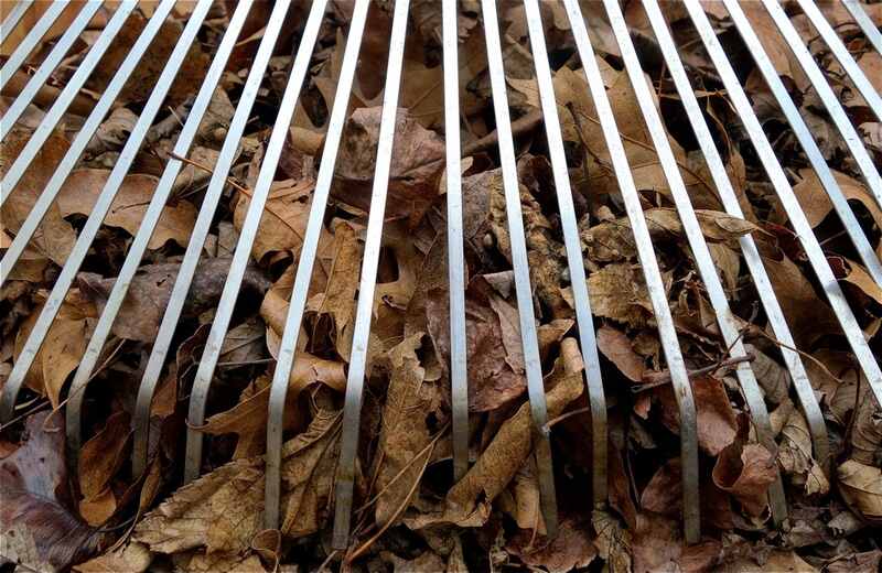 Fall Rake