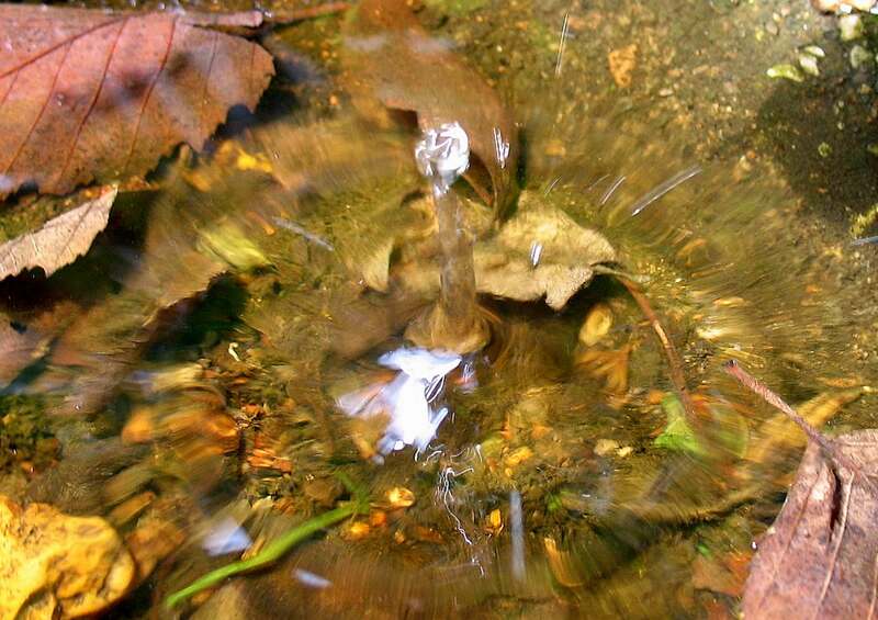 Leaves in Gutter