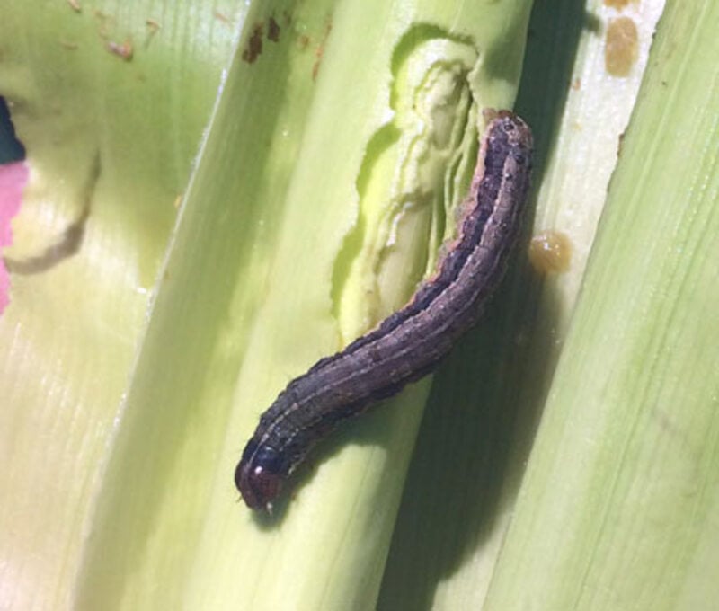 Armyworm