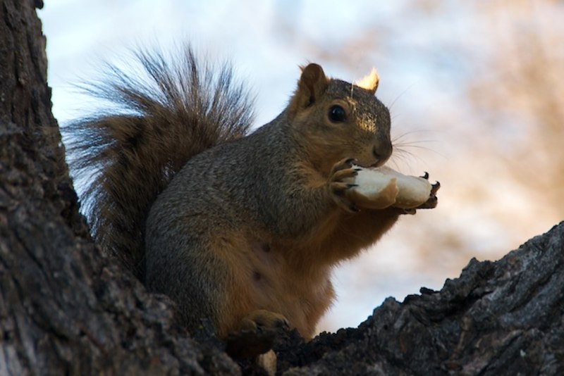 Rodent sitting and eating