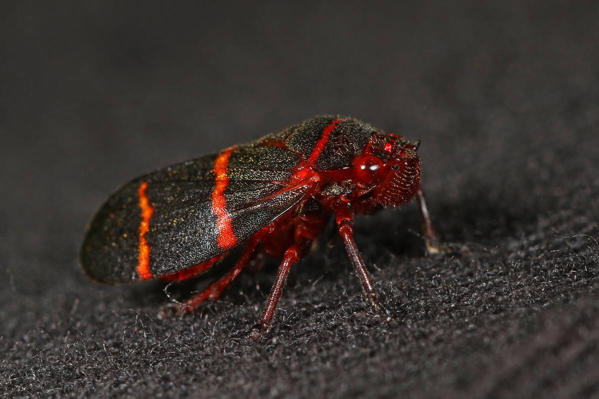 A close up of a beautiful two lined spittlebug