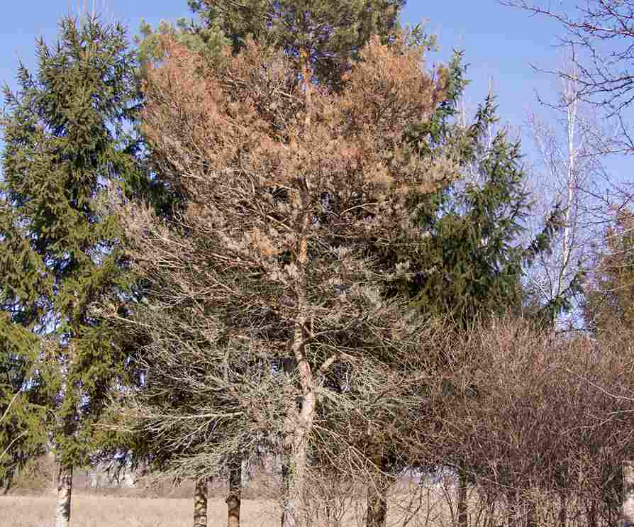 Brown spot needle blight