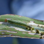 How to Get Rid of Armyworms on the Lawn