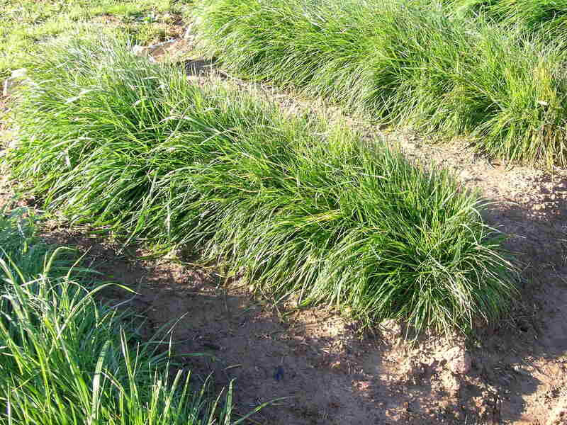 Perennial Ryegrass