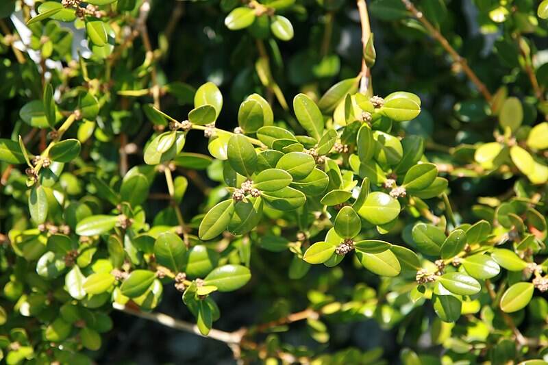Wintergreen Boxwood